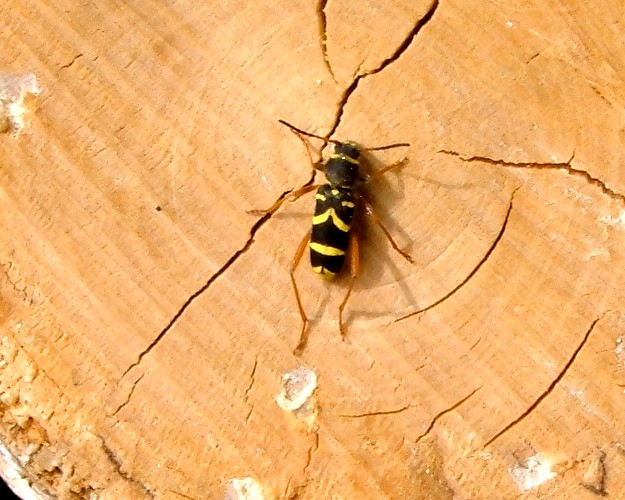 Nella legnaia della casa di montagna (Caiolo, Sondrio)